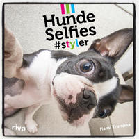 Vorderes Coverbild Hunde-Selfies