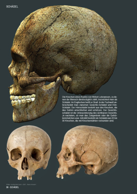 Beispielinhalt (Bild) Skulls & Bones