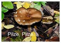 Vorderes Coverbild Pilze, Pilze (Wandkalender 2025 DIN A2 quer), CALVENDO Monatskalender