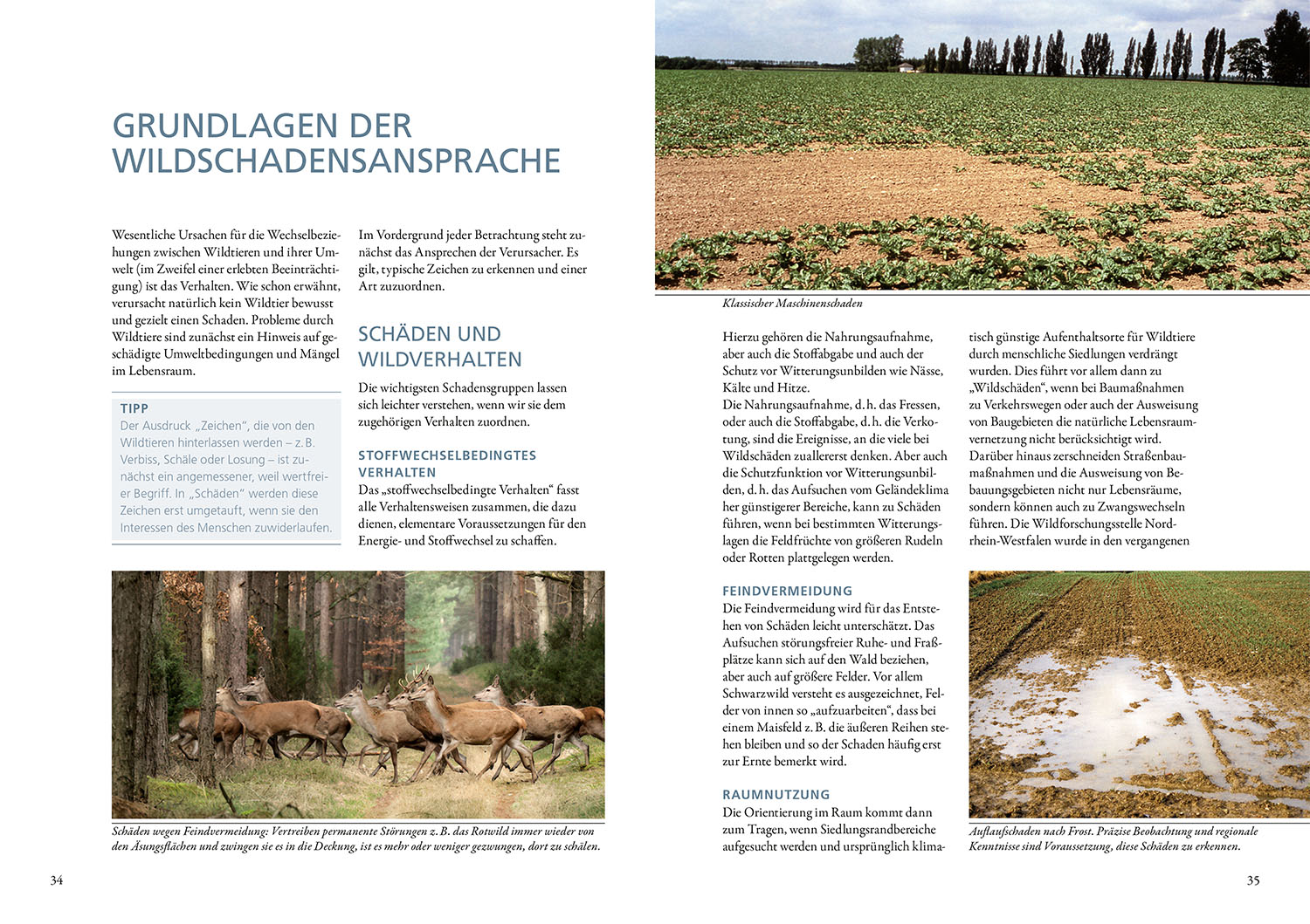 Beispielinhalt (Bild) Wildschäden