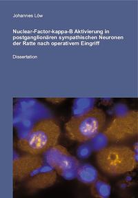 Vorderes Coverbild Nuclear-Factor-kappa-B Aktivierung in postganglionären sympathischen Neuronen der Ratte nach oparativem Eingriff