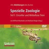 Vorderes Coverbild Spezielle Zoologie. Teil 1 /2. Paket. Teil 1: Einzeller und Wirbellose... / Bild-DVD, Spezielle Zoologie, Teil 1: Einzeller und Wirbellose Tiere