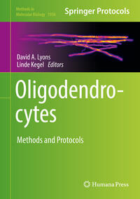 Vorderes Coverbild Oligodendrocytes