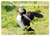Vorderes Coverbild Puffins, Papageitauchern ganz nah (Tischkalender 2025 DIN A5 quer), CALVENDO Monatskalender