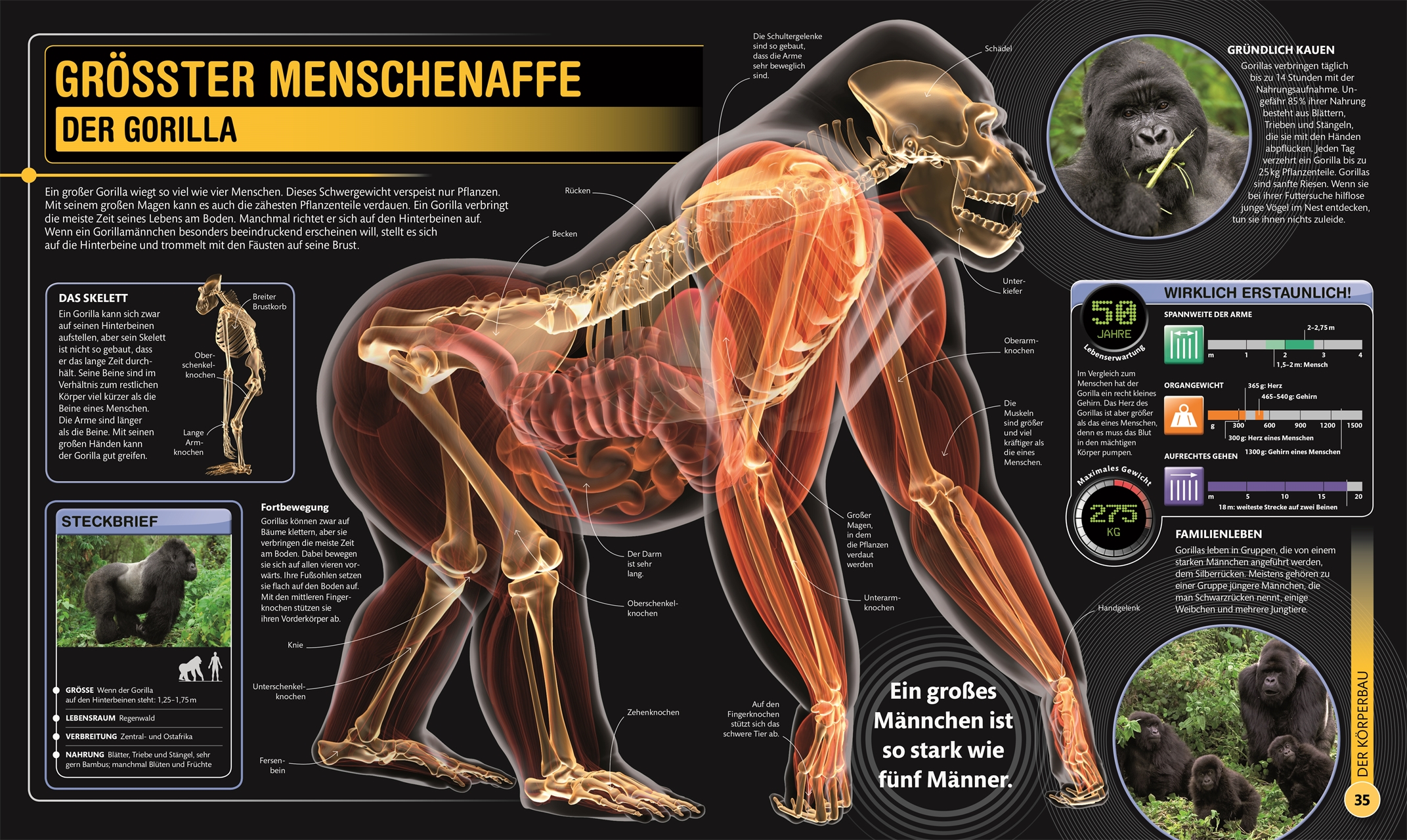 Beispielinhalt (Bild) Supertiere