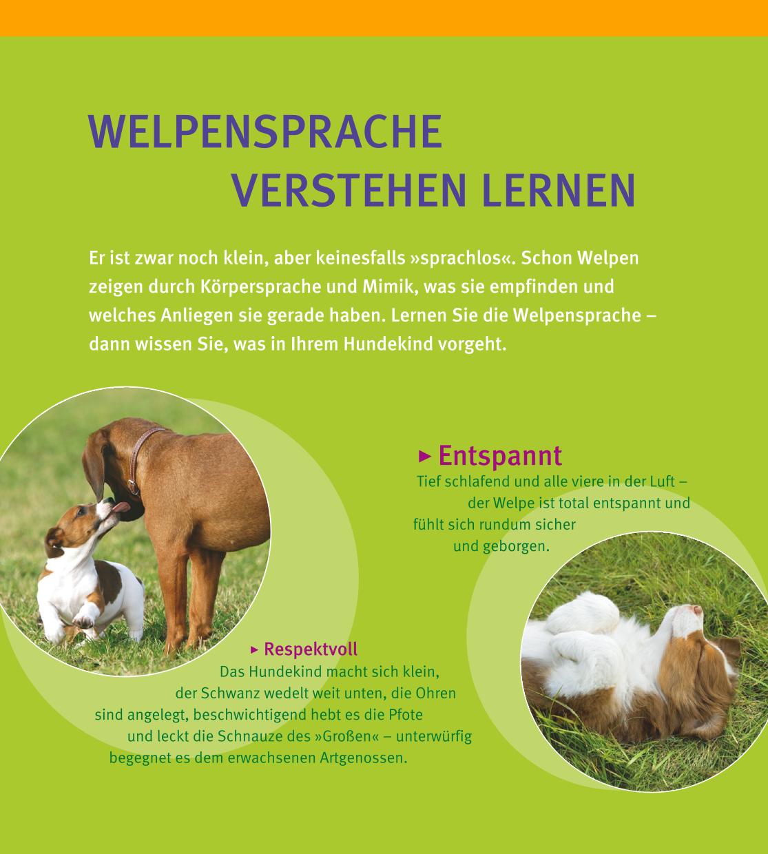 Beispielinhalt (Bild) Welpen-Erziehung