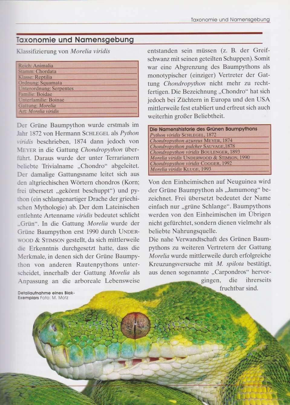 Beispielinhalt (Bild) Grüner Baumpython