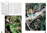 Beispielinhalt (Bild) Der Stirnlappenbasilisk
