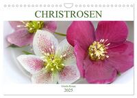 Vorderes Coverbild Christrosen (Wandkalender 2025 DIN A4 quer), CALVENDO Monatskalender