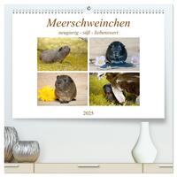Vorderes Coverbild MEERSCHWEINCHEN neugierig - süß - liebenswert (hochwertiger Premium Wandkalender 2025 DIN A2 quer), Kunstdruck in Hochglanz