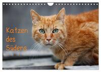 Vorderes Coverbild Katzen des Südens (Wandkalender 2025 DIN A4 quer), CALVENDO Monatskalender