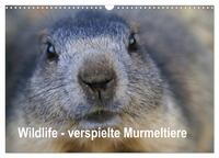 Vorderes Coverbild Wildlife - Verspielte Murmeltiere (Wandkalender 2026 DIN A3 quer), CALVENDO Monatskalender