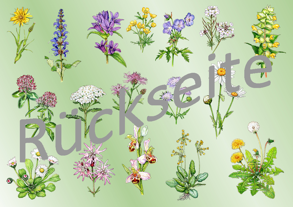 Rückseitencover Tischset „Wiesenblumen“