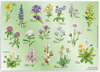 Vorderes Coverbild Tischset „Wiesenblumen“