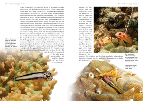 Beispielinhalt (Bild) Zwerggrundeln im Meerwasseraquarium