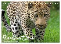 Vorderes Coverbild Raubkatzen (Tischkalender 2026 DIN A5 quer), CALVENDO Monatskalender