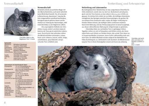 Beispielinhalt (Bild) Chinchillas