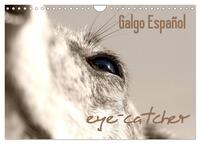 Vorderes Coverbild Galgo eye-catcher (Wandkalender 2025 DIN A4 quer), CALVENDO Monatskalender