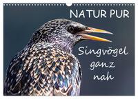 Vorderes Coverbild NATUR PUR - Singvögel ganz nah (Wandkalender 2025 DIN A3 quer), CALVENDO Monatskalender