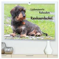 Vorderes Coverbild Liebenswerte Rabauken Rauhaardackel / CH-Version (hochwertiger Premium Wandkalender 2025 DIN A2 quer), Kunstdruck in Hochglanz