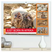Vorderes Coverbild JUST BORN IN AFRIKA Kalahari Straussen Babies (hochwertiger Premium Wandkalender 2025 DIN A2 quer), Kunstdruck in Hochglanz
