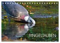 Vorderes Coverbild Ringeltauben (Tischkalender 2026 DIN A5 quer), CALVENDO Monatskalender
