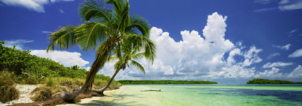 Beispielinhalt (Bild) Paradise Palms Puzzle