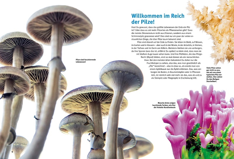 Beispielinhalt (Bild) Entdecke die Pilze