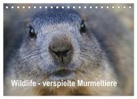 Vorderes Coverbild Wildlife - Verspielte Murmeltiere (Tischkalender 2026 DIN A5 quer), CALVENDO Monatskalender