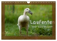 Vorderes Coverbild Laufenten immer was zu Schnattern (Wandkalender 2026 DIN A4 quer), CALVENDO Monatskalender