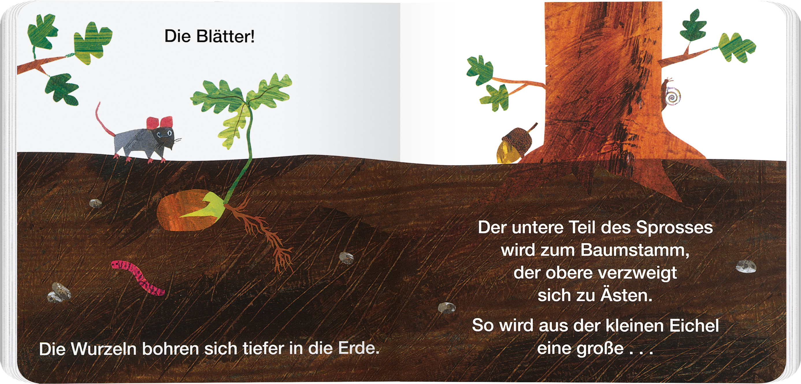 Beispielinhalt (Bild) Vom Samen zum Baum