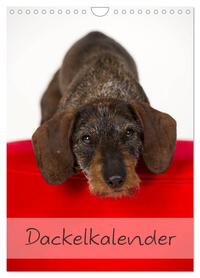 Vorderes Coverbild Dackel (Wandkalender 2026 DIN A4 hoch), CALVENDO Monatskalender