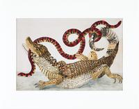 Vorderes Coverbild Maria Sibylla Merian - gerahmter Druck "Caiman"