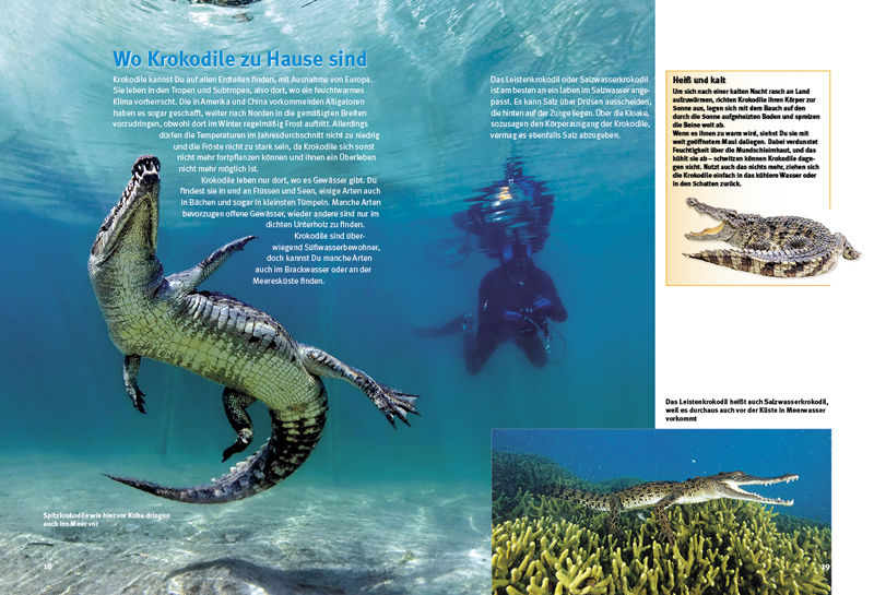 Beispielinhalt (Bild) Entdecke die Krokodile