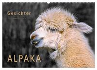 Vorderes Coverbild Alpaka Gesichter (Wandkalender 2025 DIN A2 quer), CALVENDO Monatskalender