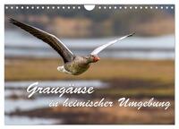 Vorderes Coverbild Graugänse in heimischer Umgebung (Wandkalender 2025 DIN A4 quer), CALVENDO Monatskalender