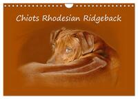 Vorderes Coverbild Chiots Rhodesian Ridgeback (Calendrier mural 2026 DIN A4 vertical), CALVENDO calendrier mensuel