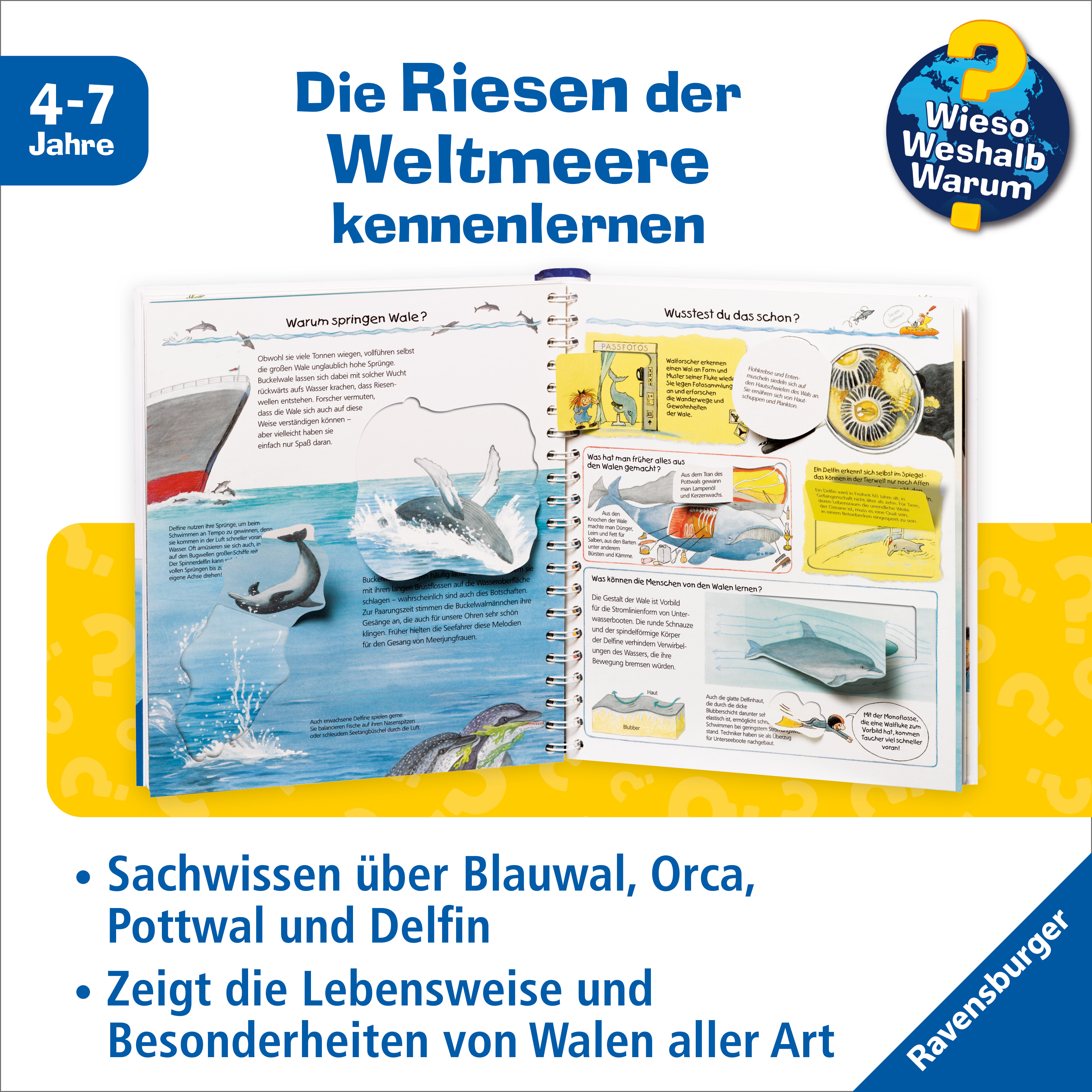 Beispielinhalt (Bild) Wieso? Weshalb? Warum? Band 41 - Wir entdecken Wale und Delfine