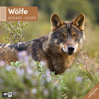 Vorderes Coverbild Wölfe Broschürenkalender 2026 - 30x30 - Art12