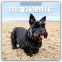 Vorderes Coverbild Scottish Terrier – Scotchterrier 2026 – 16-Monatskalender