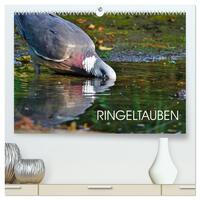 Vorderes Coverbild Ringeltauben (hochwertiger Premium Wandkalender 2026 DIN A2 quer), Kunstdruck in Hochglanz