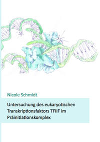 Vorderes Coverbild Untersuchung des eukaryotischen Transkriptionsfaktors TFIIF im Präinitiationskomplex
