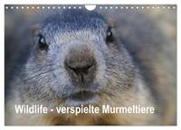 Vorderes Coverbild Wildlife - Verspielte Murmeltiere (Wandkalender 2026 DIN A4 quer), CALVENDO Monatskalender