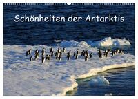 Vorderes Coverbild Schönheiten der Antarktis (Wandkalender 2025 DIN A2 quer), CALVENDO Monatskalender