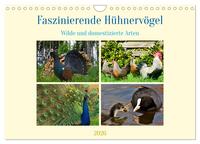 Vorderes Coverbild Faszinierende Hühnervögel (Wandkalender 2026 DIN A4 quer), CALVENDO Monatskalender