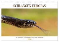 Vorderes Coverbild Schlangen Europas (Wandkalender 2026 DIN A3 quer), CALVENDO Monatskalender