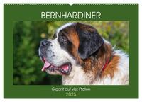 Vorderes Coverbild Bernhardiner - Gigant auf vier Pfoten (Wandkalender 2025 DIN A2 quer), CALVENDO Monatskalender