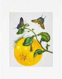 Vorderes Coverbild Maria Sibylla Merian - gerahmter Druck "Branch of Pomelo"
